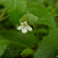 Lepidagathis fasciculata (Retz.) Nees